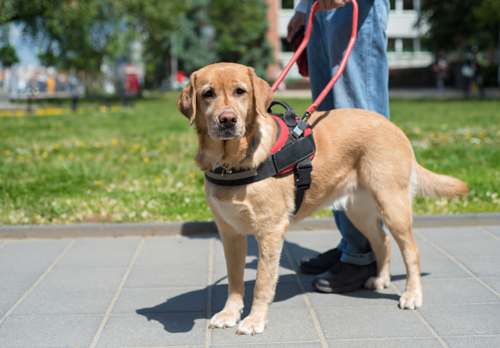 can housing deny a service dog